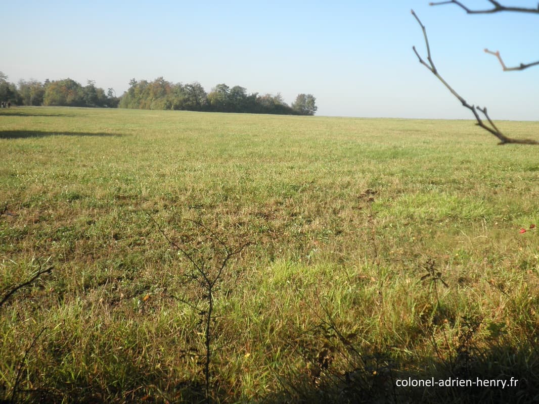 Bois de la Selouze entre Lacroix-sur-Meuse et Lamorville