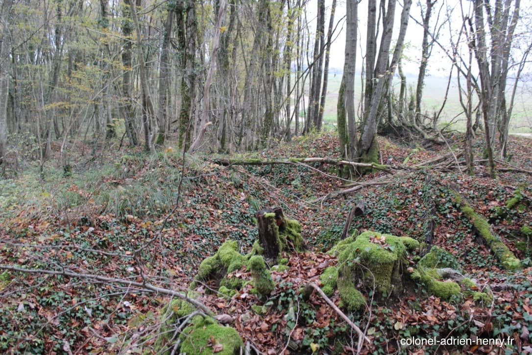 Bois de la Selouze entre Lacroix et Seuzey