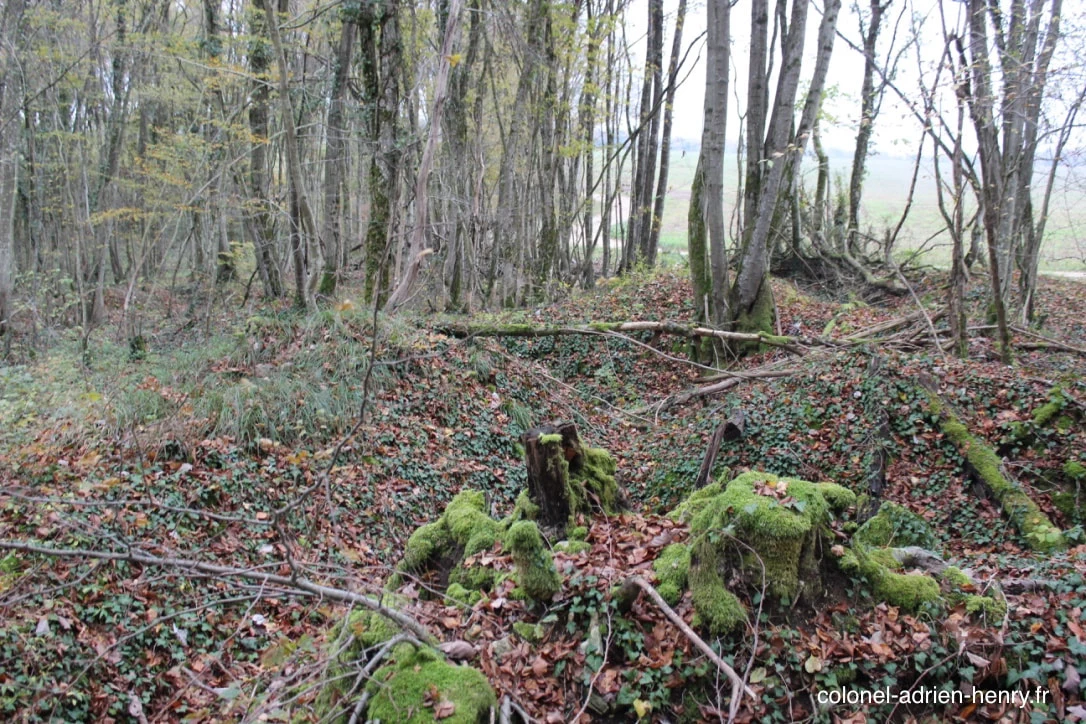 Bois de la Selouze entre Lacroix et Seuzey