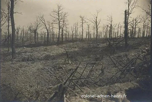 Gruerie Wood in the Argonne