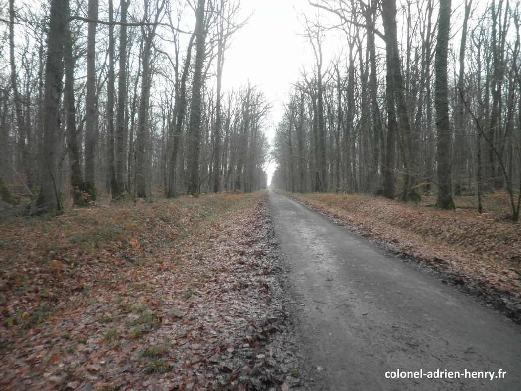 Forêt du Poinçonnet, accrochage avec la colonne allemande